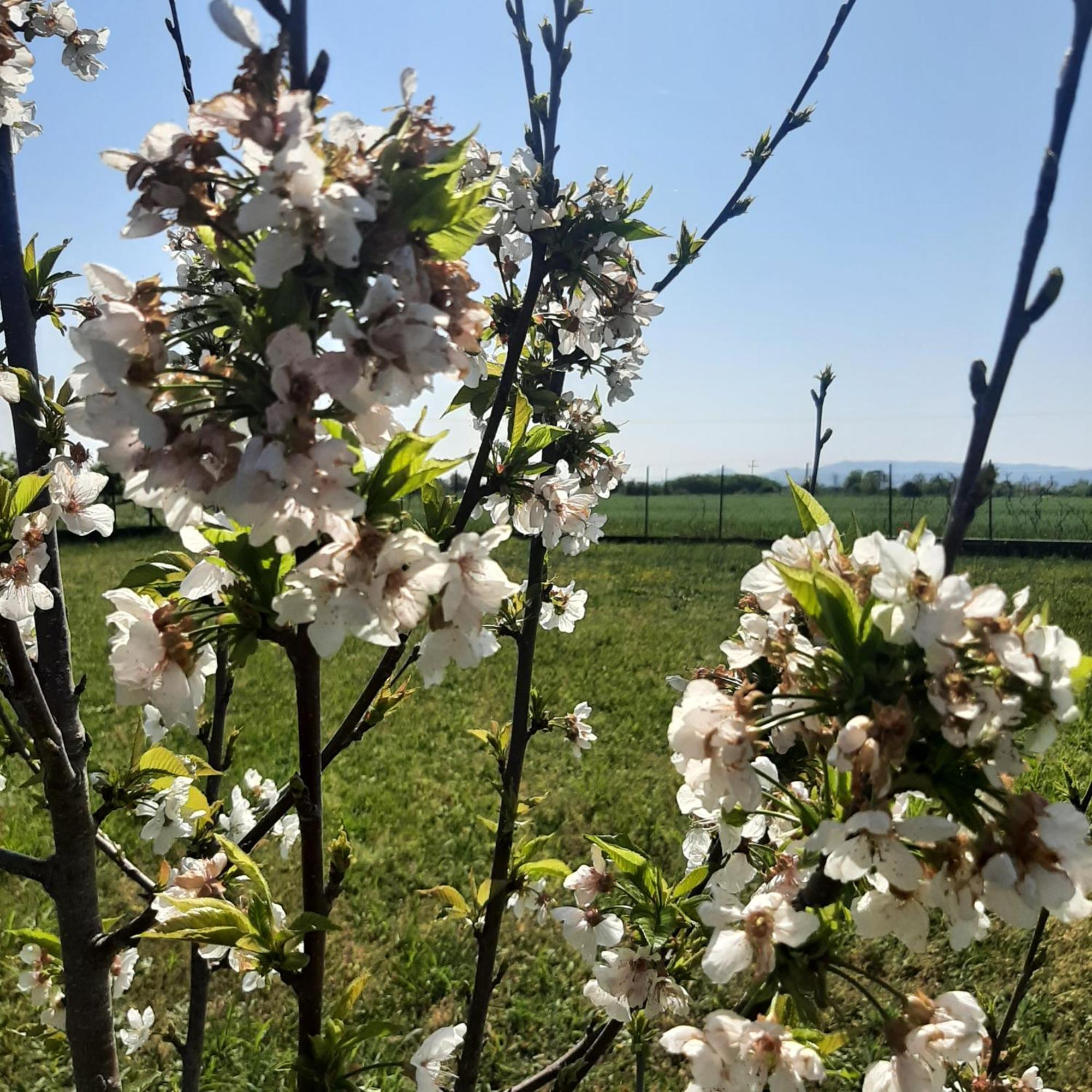 Vila Αρχοντικό Παπανικολάου Ligaria  Exteriér fotografie