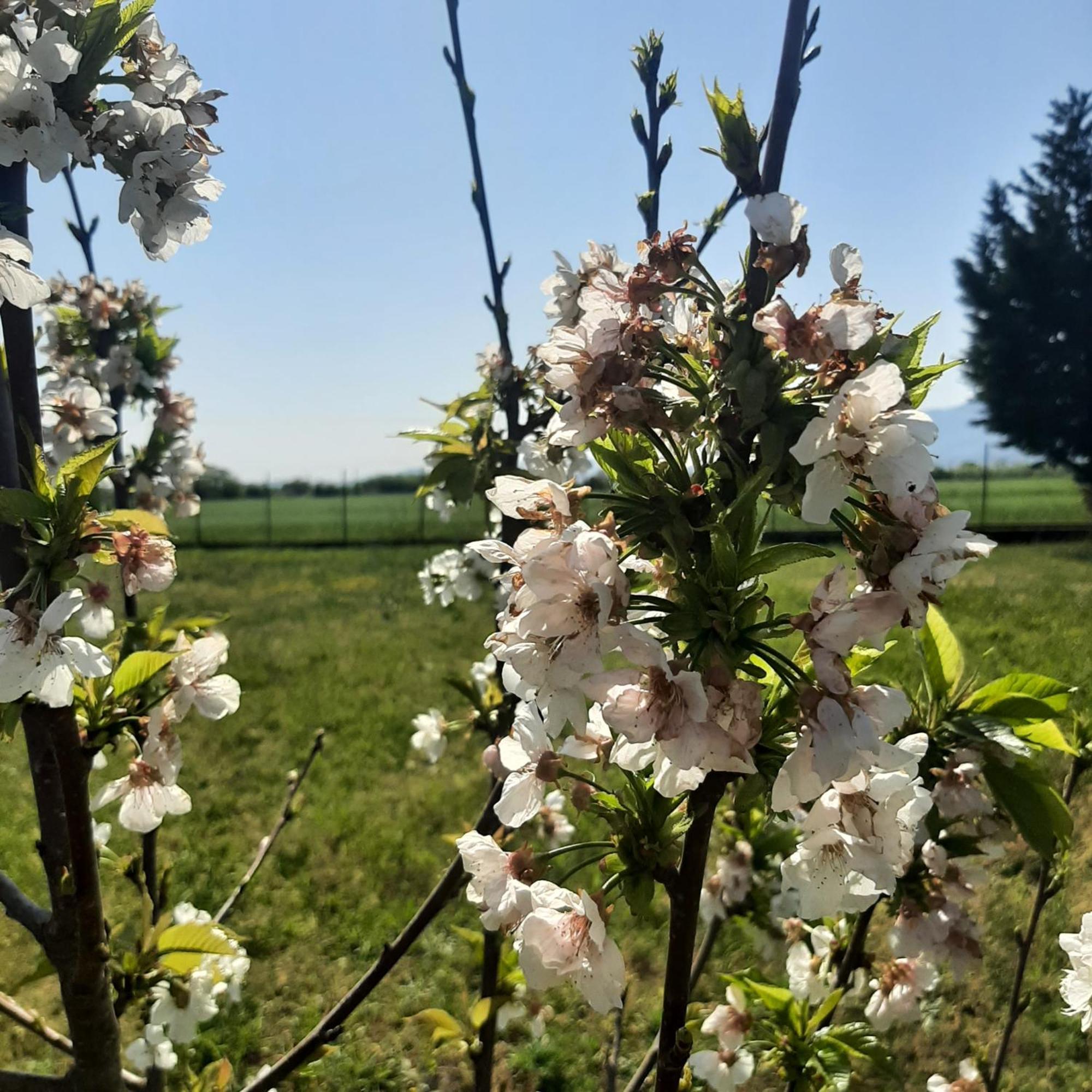 Vila Αρχοντικό Παπανικολάου Ligaria  Exteriér fotografie
